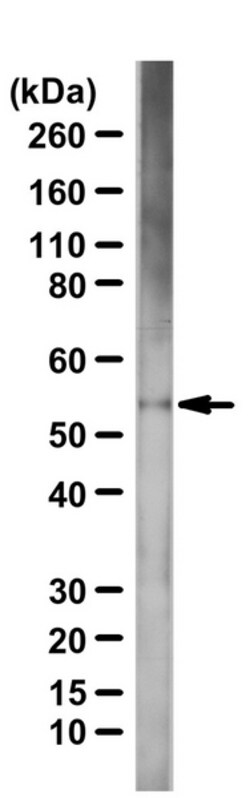 MilliporeSigma anti-Substance P Receptor, Polyclonal, (Chemicon ) 50μL;